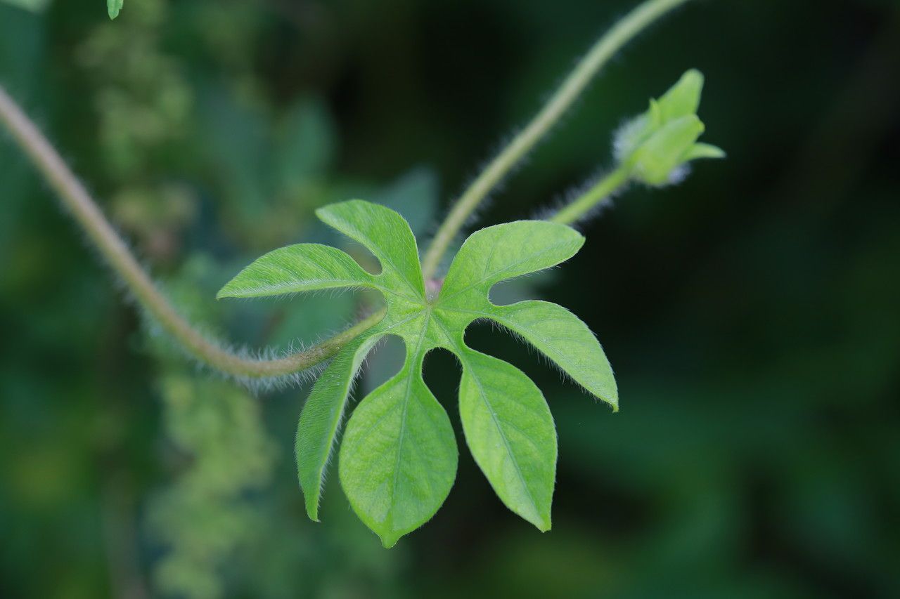 Ipomoea pes-tigridis — search result for 'Ipomoea'