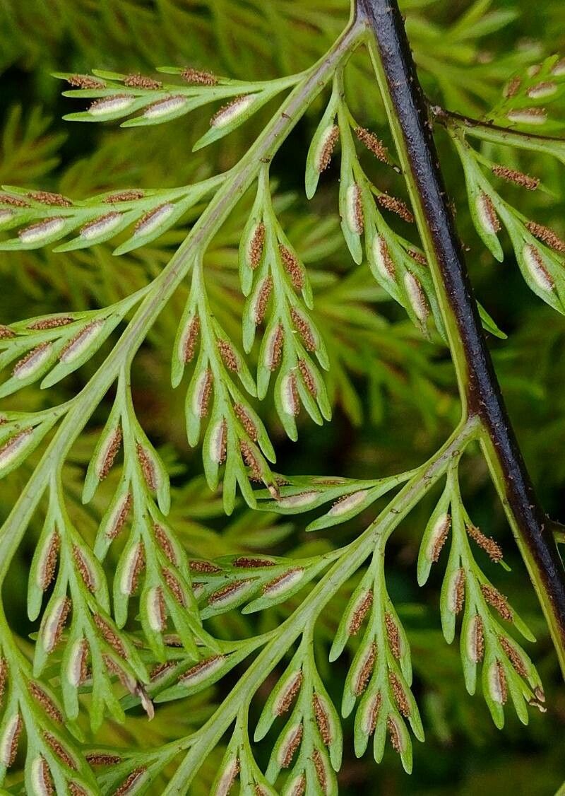 Asplenium bulbiferum fruit