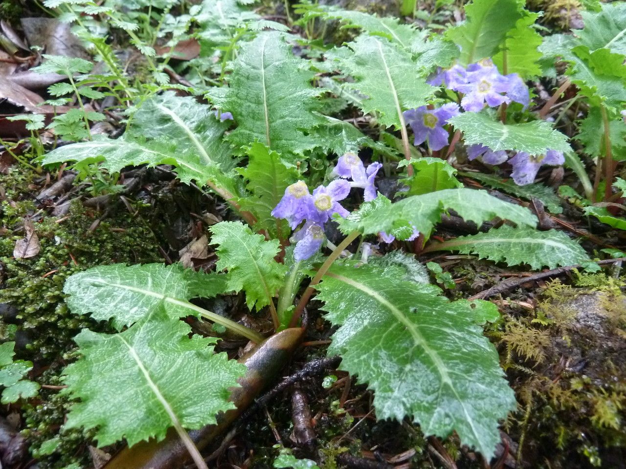 Primula sonchifolia leaf