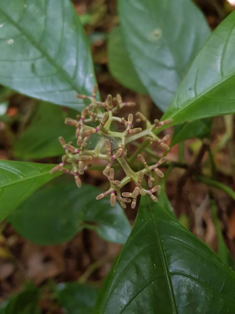 Palicourea calidicola flower