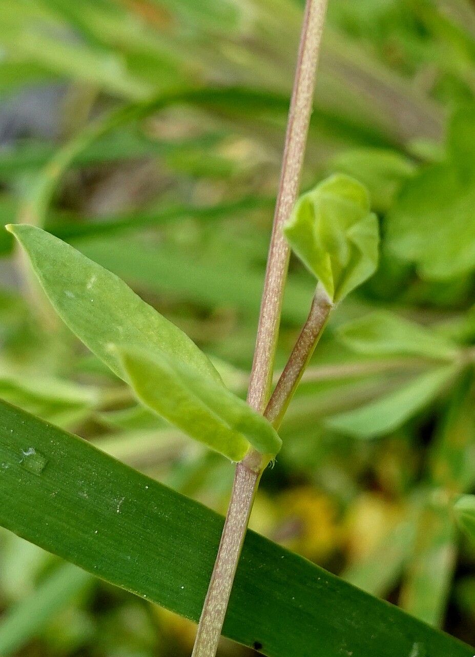 Stellaria alsine bark