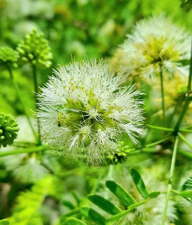 Chloroleucon tenuiflorum flower