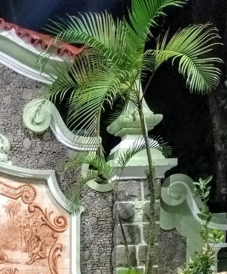 Syagrus weddelliana habit