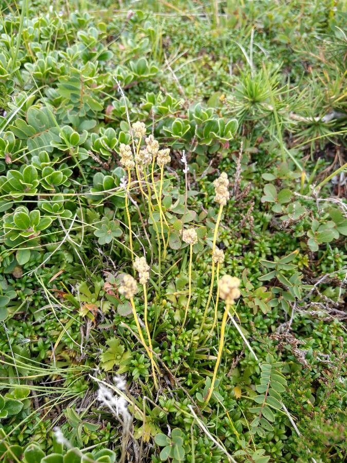 Tofieldia pusilla fruit