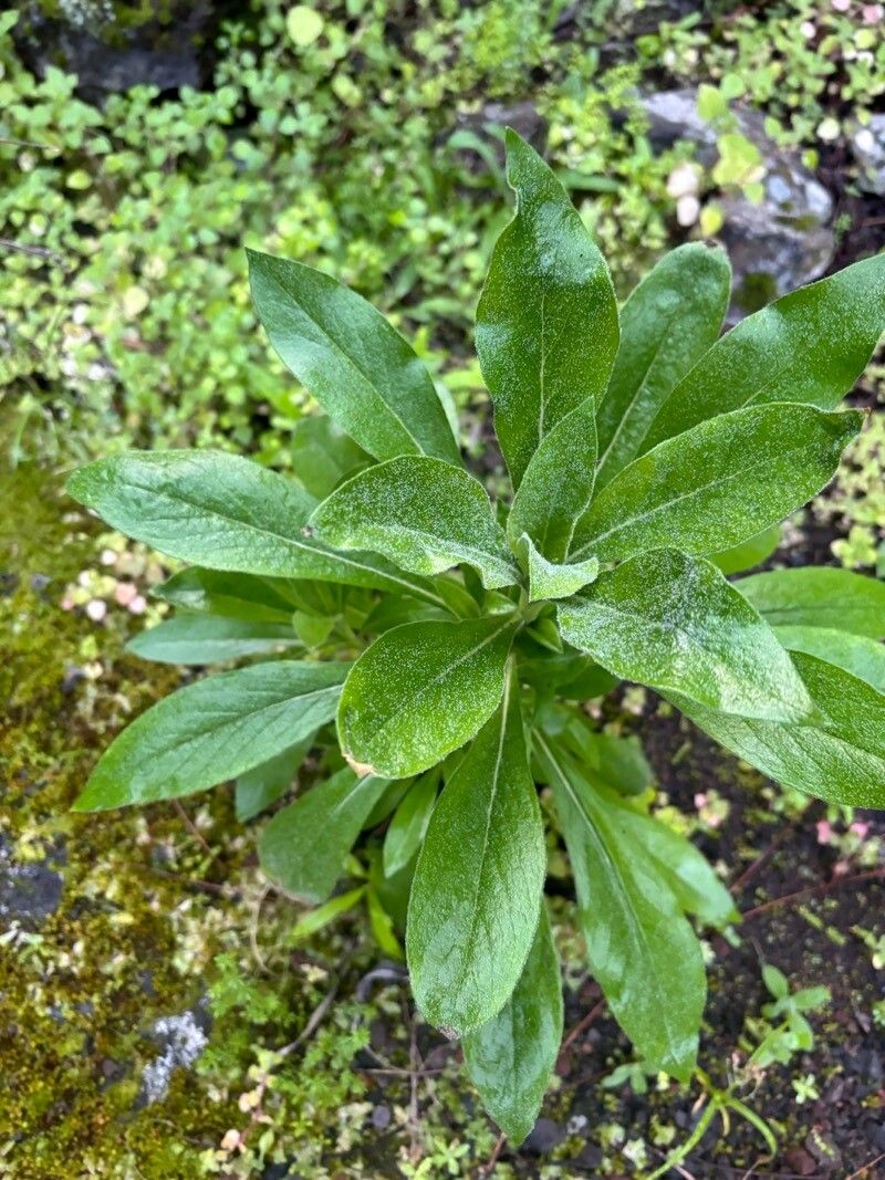 Cheirolophus metlesicsii — houseplant care guide