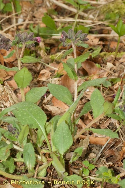 Pulmonaria helvetica habit