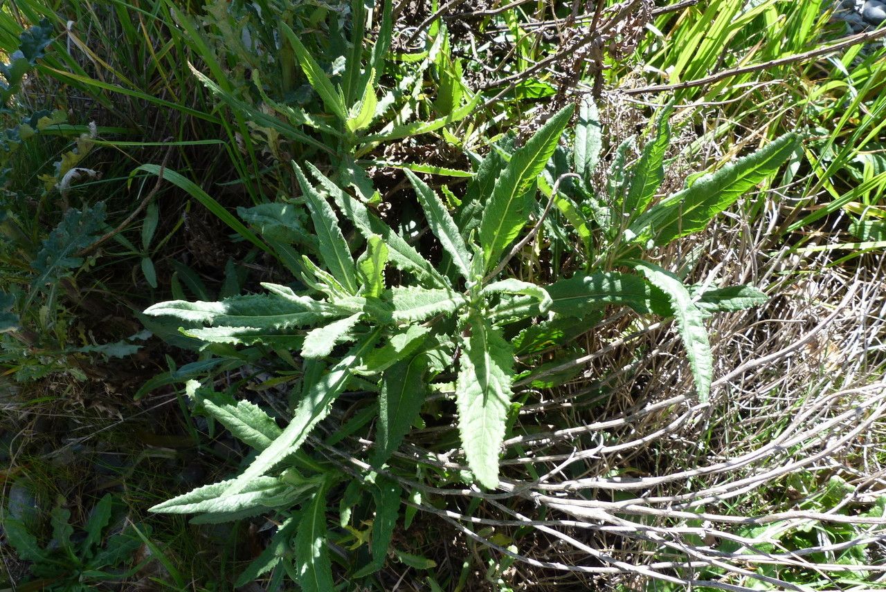 Erechtites minima habit