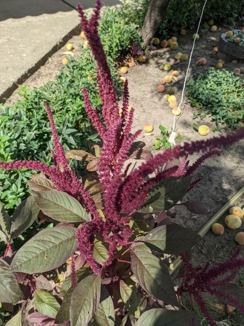 Amaranthus macrocarpus — search result for 'Amaranthus'
