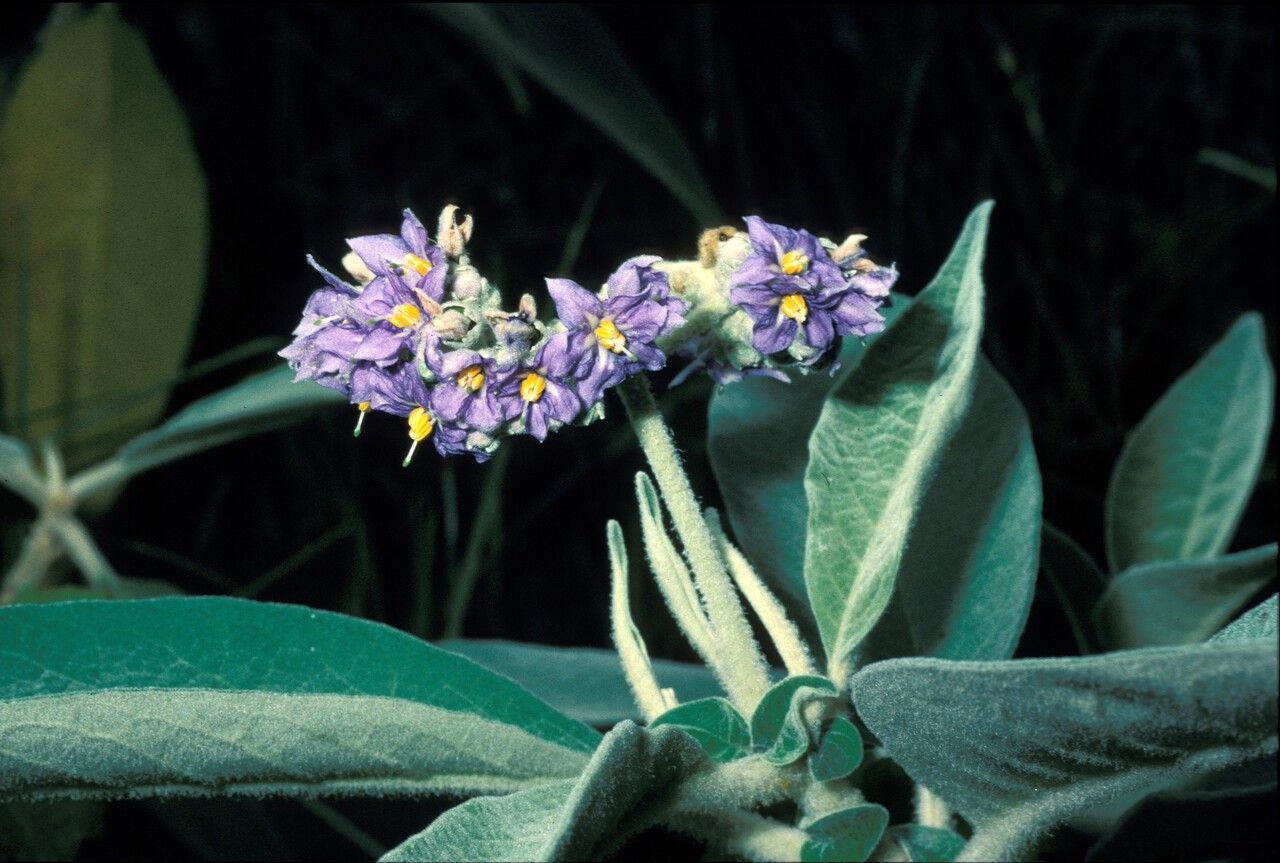 Solanum auriculatum — search result for 'Uruguay'