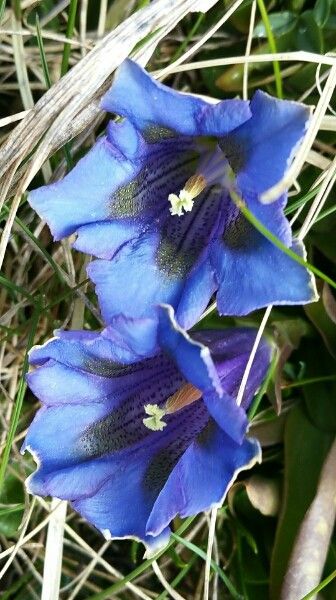 Gentiana alpina flower