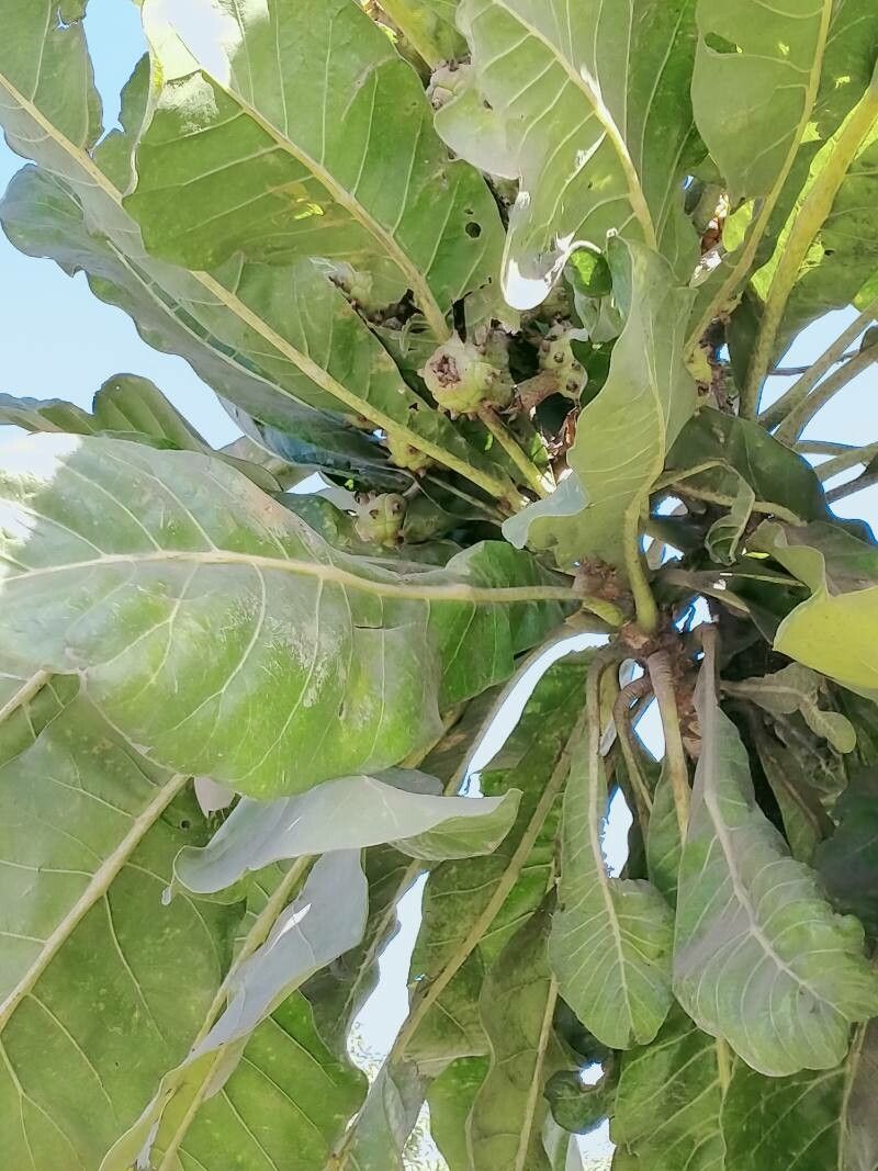 Anthocleista grandiflora flower