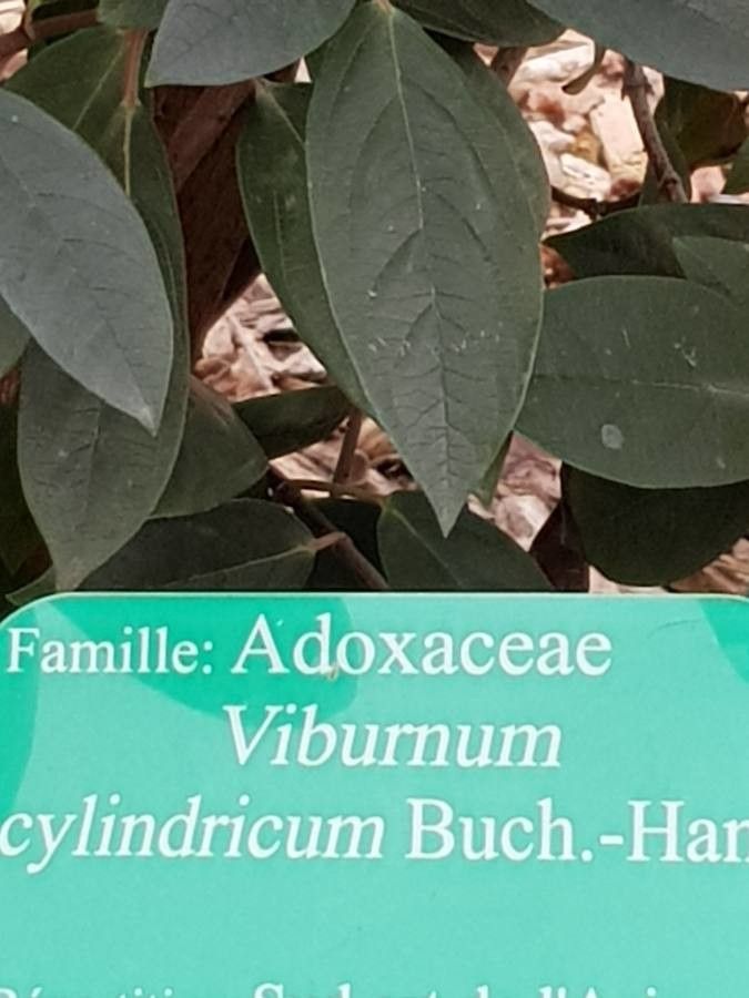 Viburnum cylindricum leaf