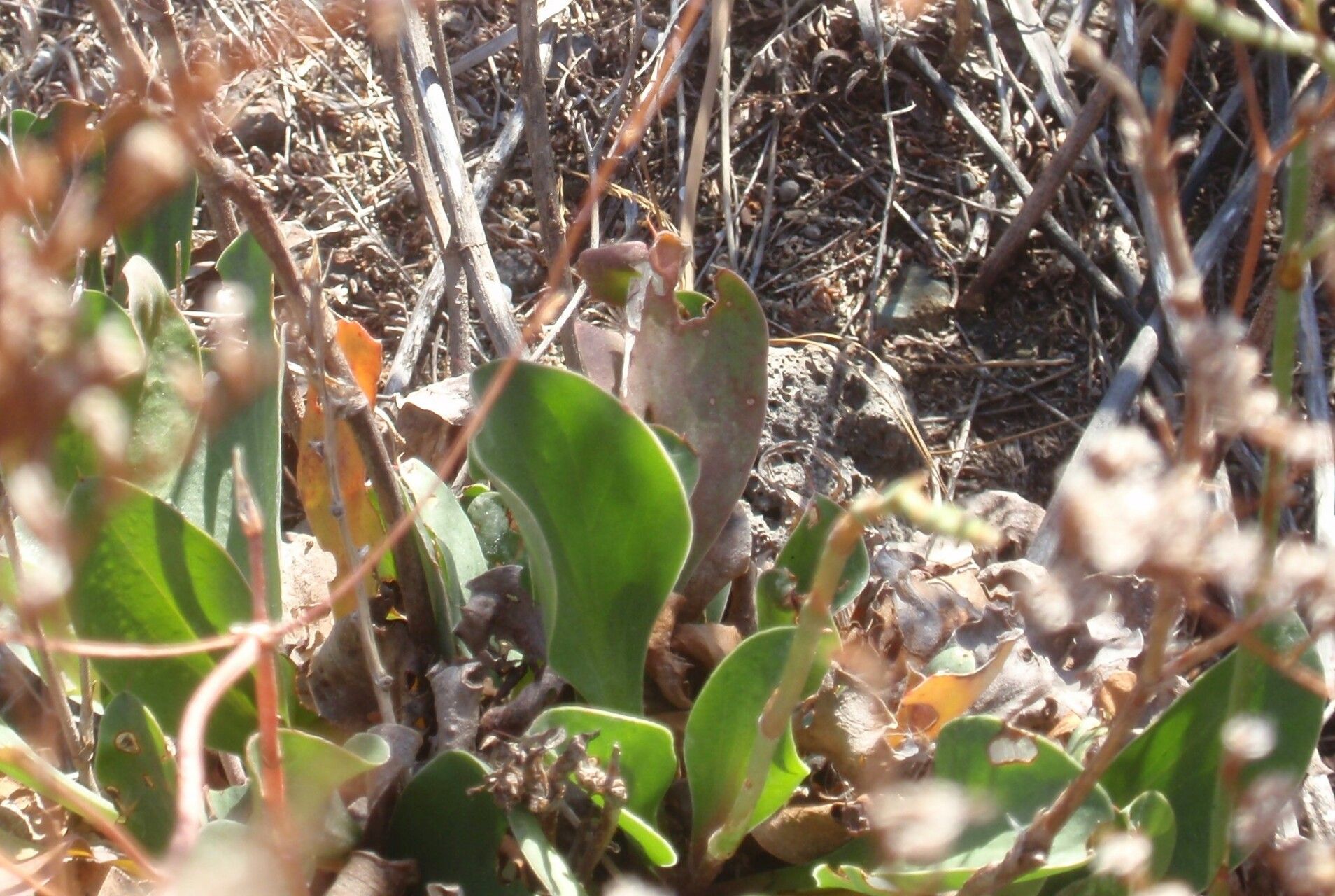 Limonium angustebracteatum — related species from the same genus