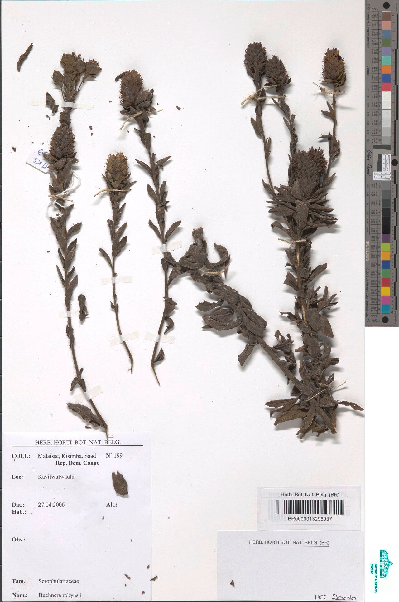 Buchnera robynsii — houseplant care guide