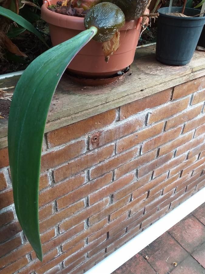 Bulbophyllum fletcherianum — search result for 'Bulbophyllum'