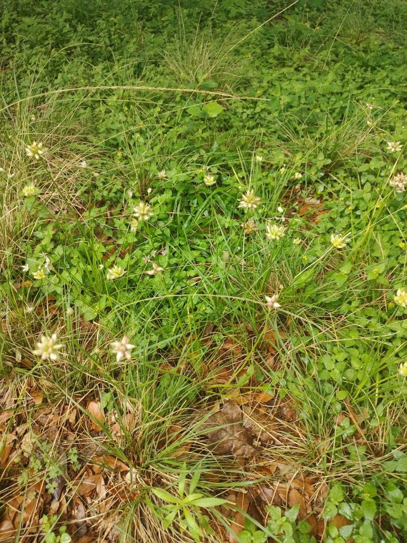 Cyperus lanceolatus — houseplant care guide