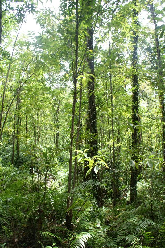 Turraea rutilans habit