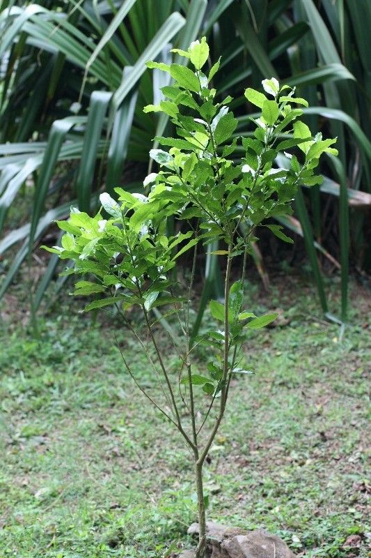 Claoxylon parviflorum habit