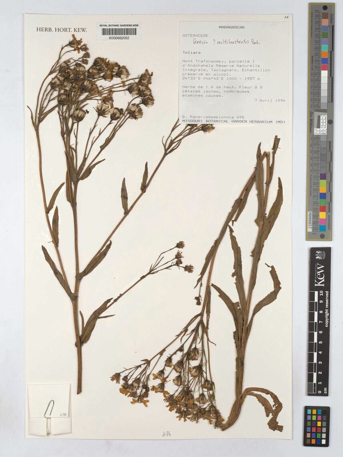 Senecio pleistophyllus — houseplant care guide