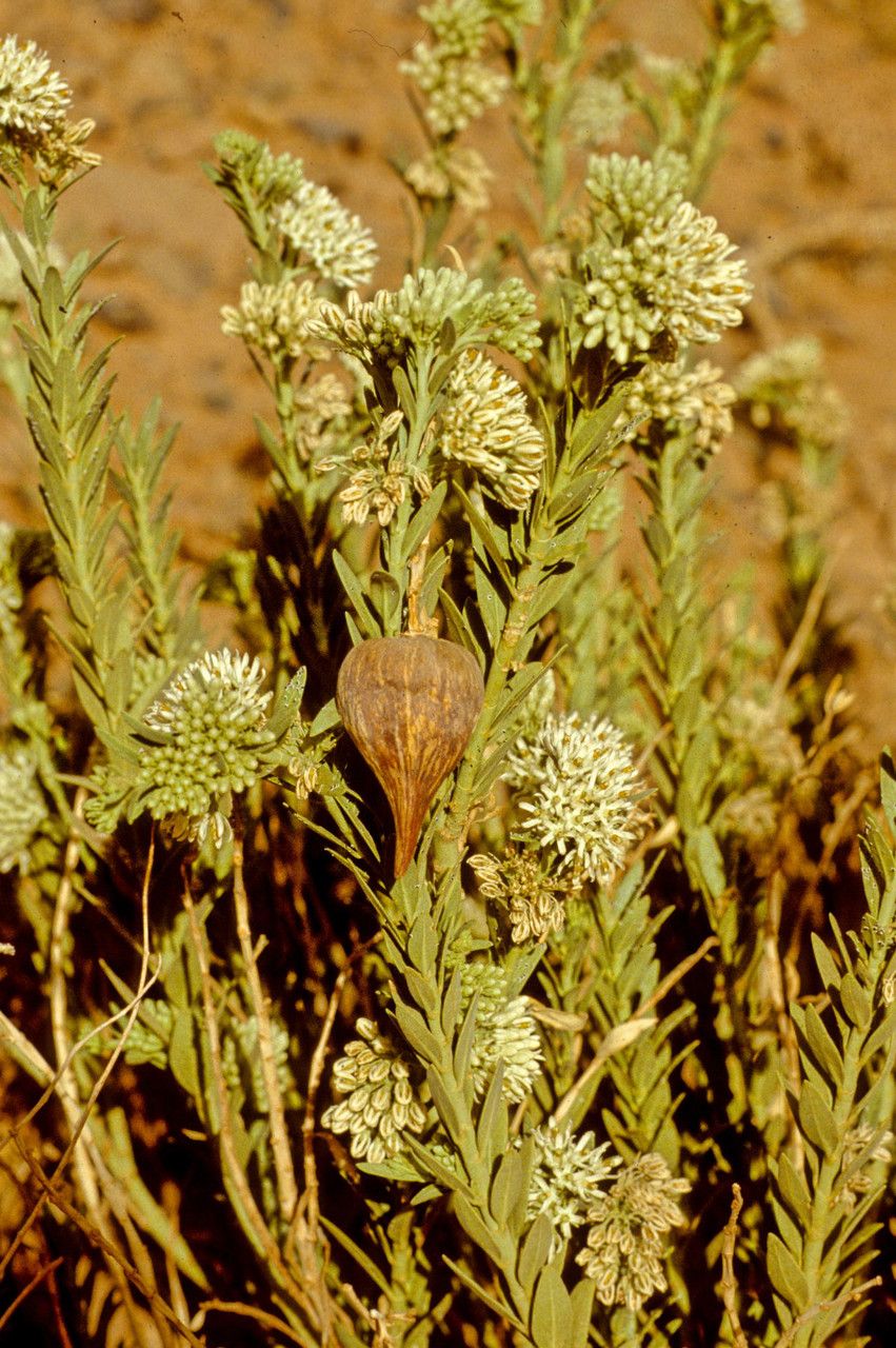 Solenostemma argel fruit