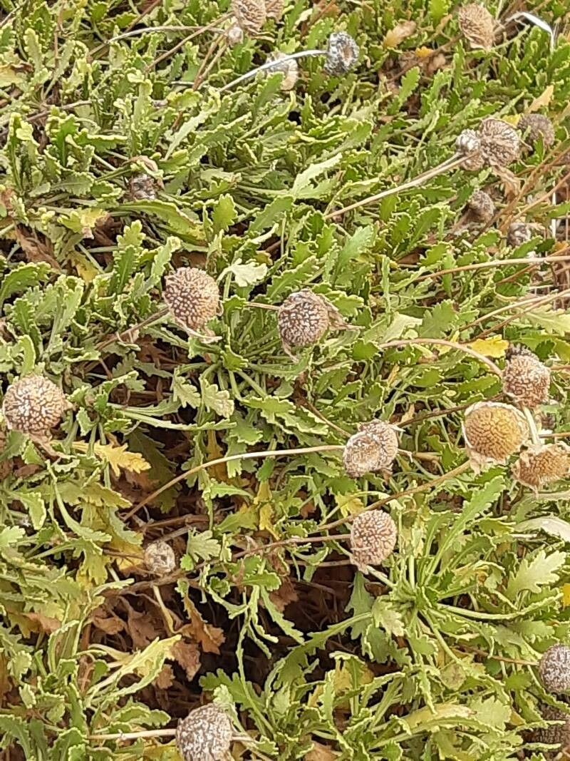 Argyranthemum thalassophilum flower