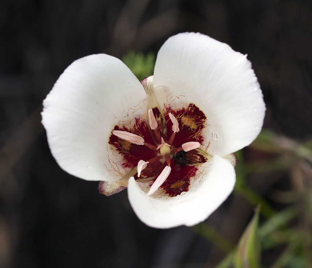 Calochortus simulans — search result for 'Calochortus'