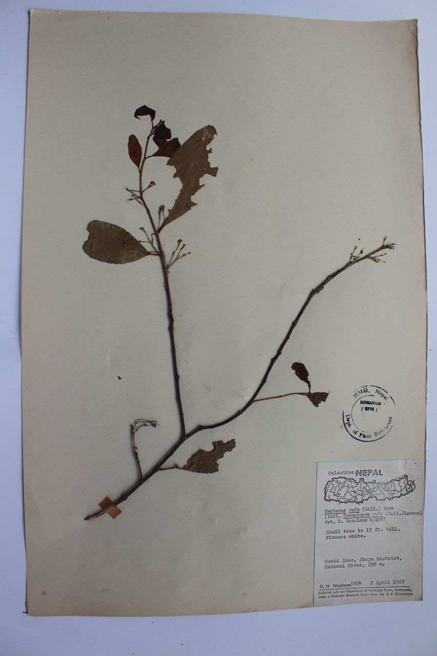 Gymnosporia rufa — houseplant care guide