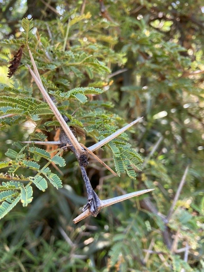 Vachellia nilotica other