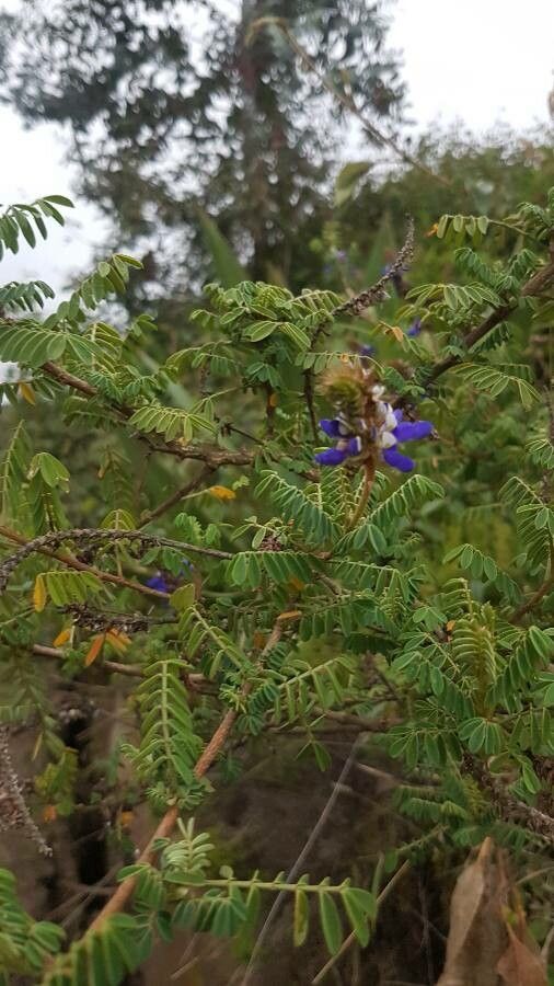 Dalea coerulea flower