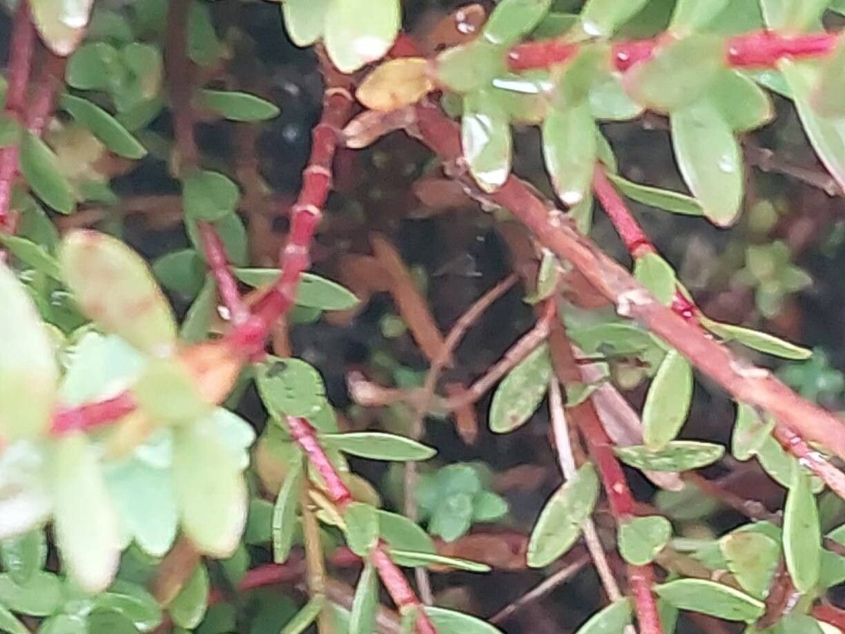 Hypericum lanuginosum bark