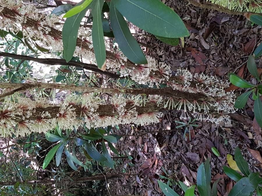 Ixora cauliflora flower
