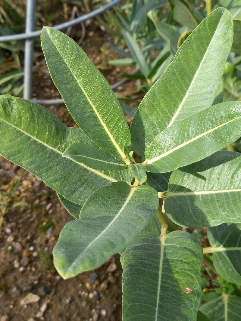 Asclepias hallii — search result for 'Asclepias'