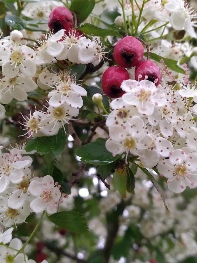 Crataegus laciniata flower