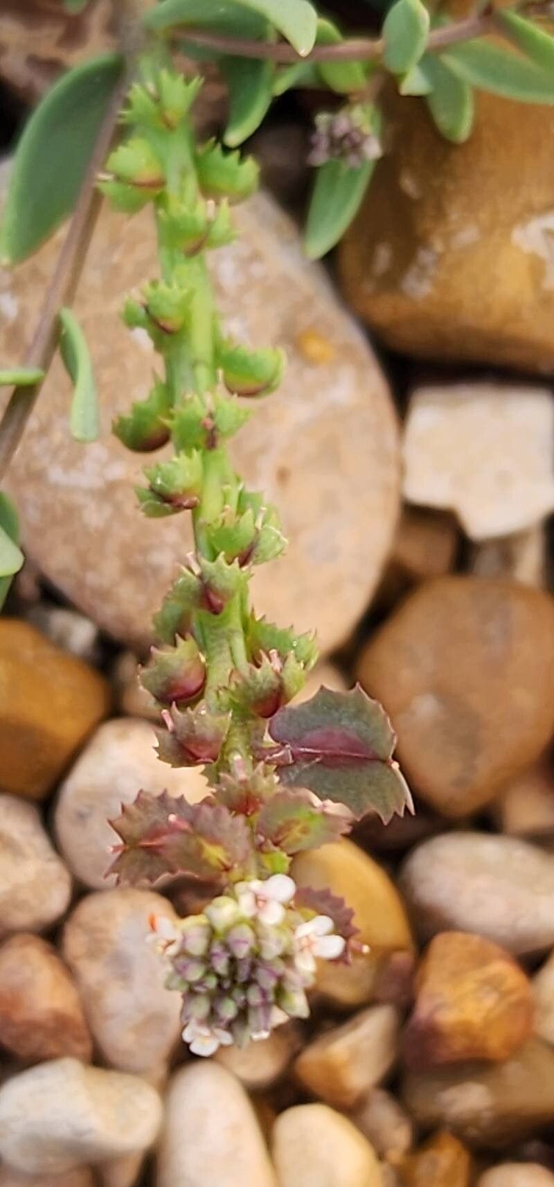Aethionema carneum fruit