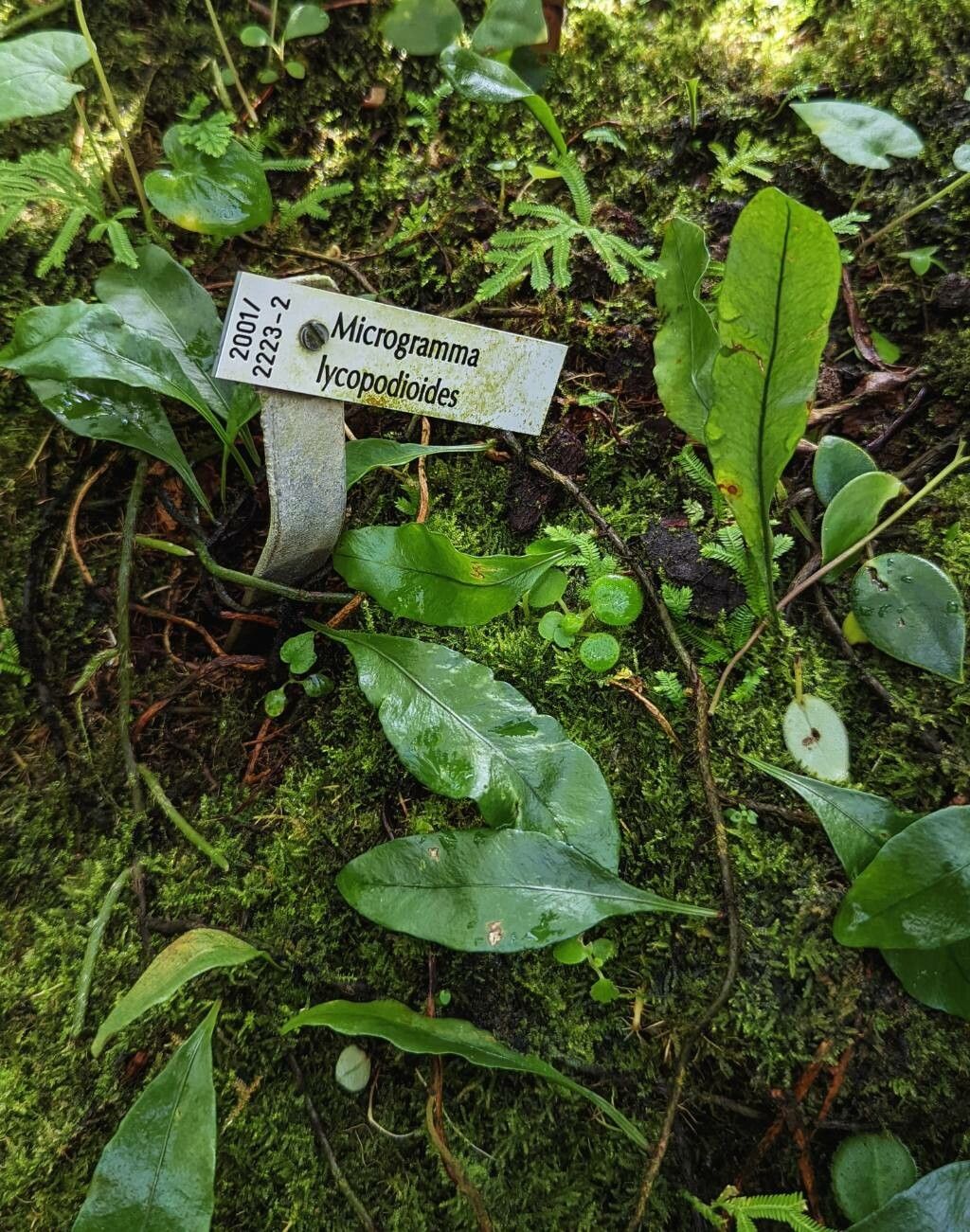 Microgramma lycopodioides habit