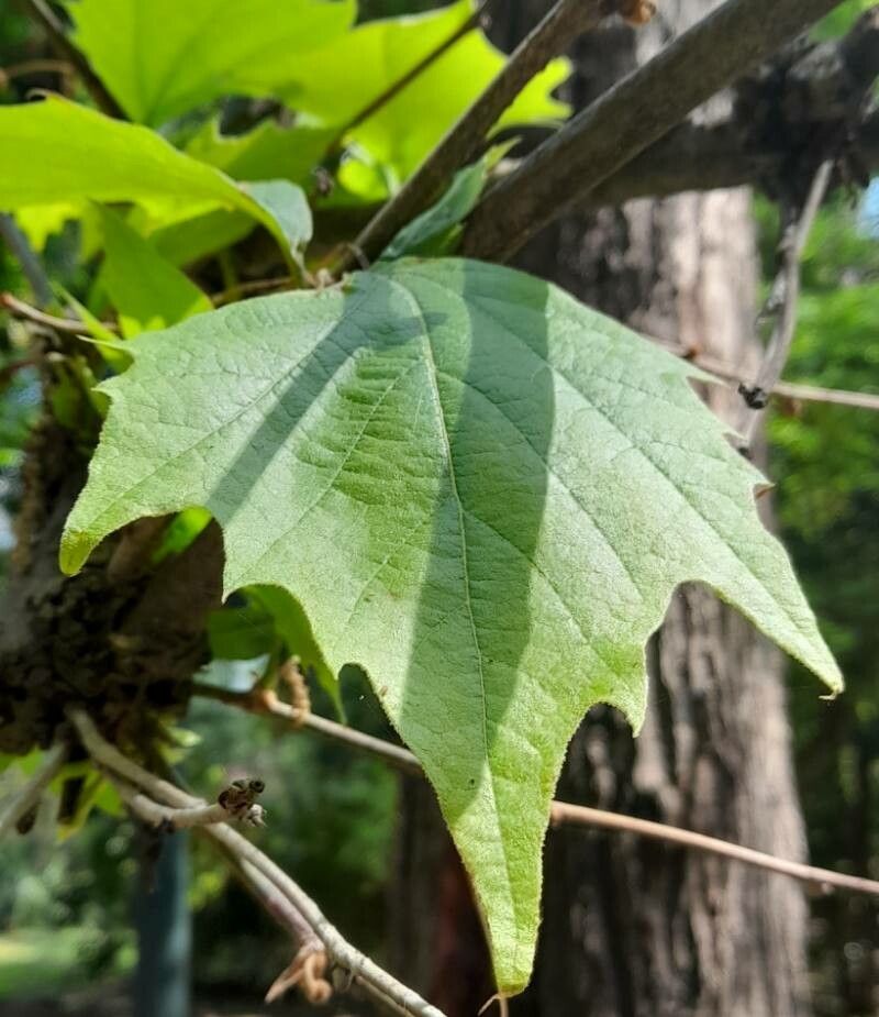 Platanus mexicana leaf