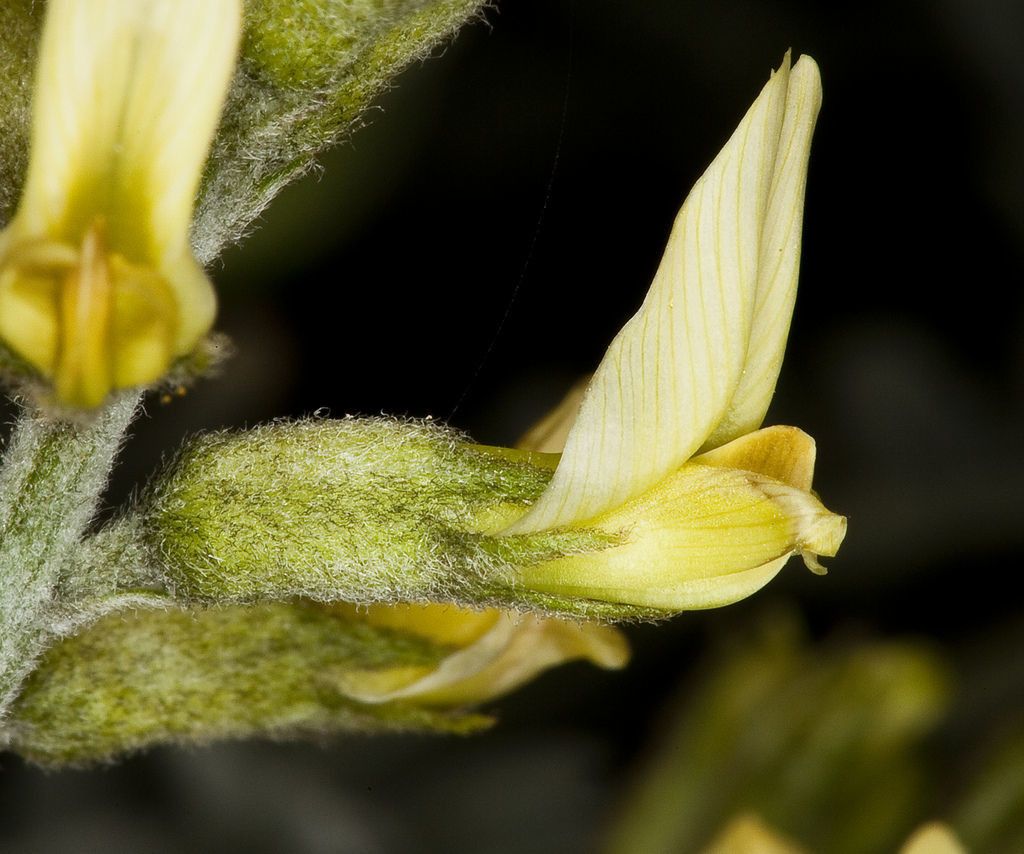 Astragalus traskiae — houseplant care guide