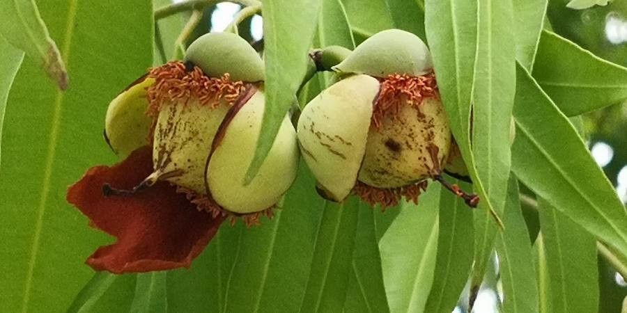 Mesua ferrea fruit