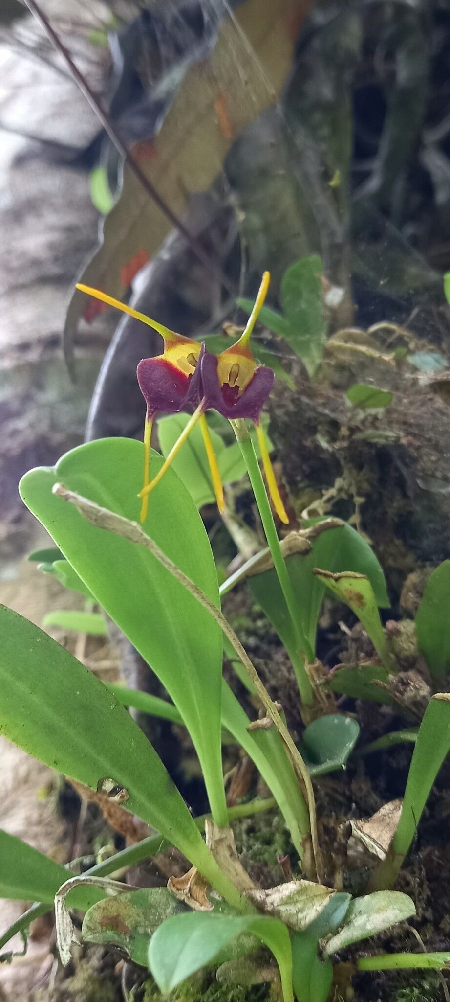 Masdevallia bicolor flower