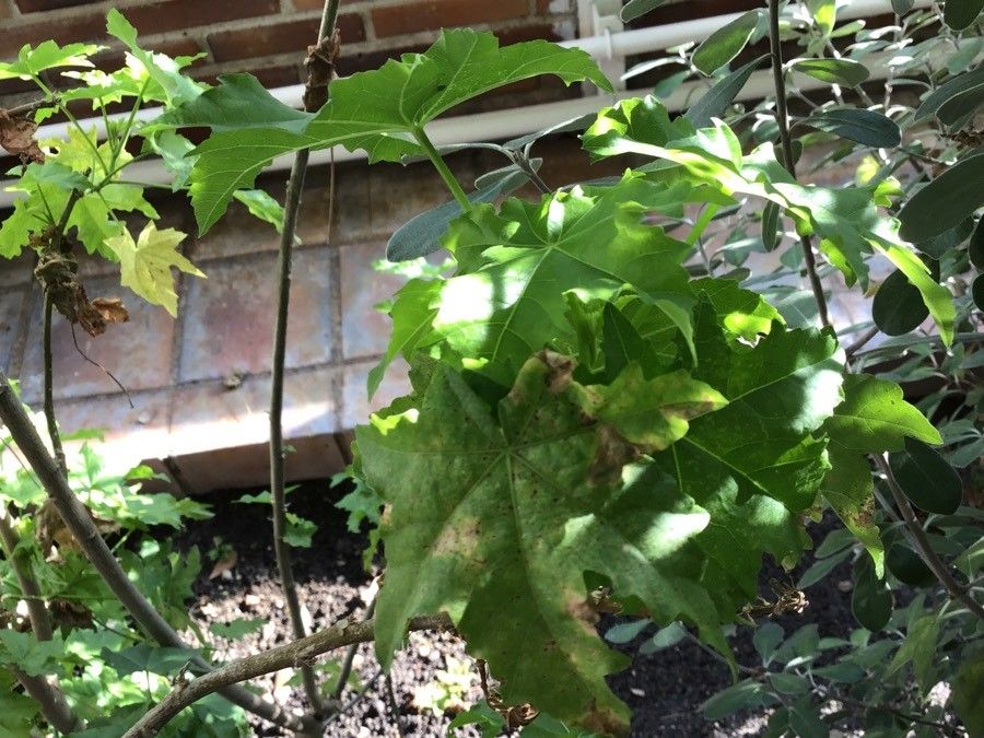 Malva canariensis leaf