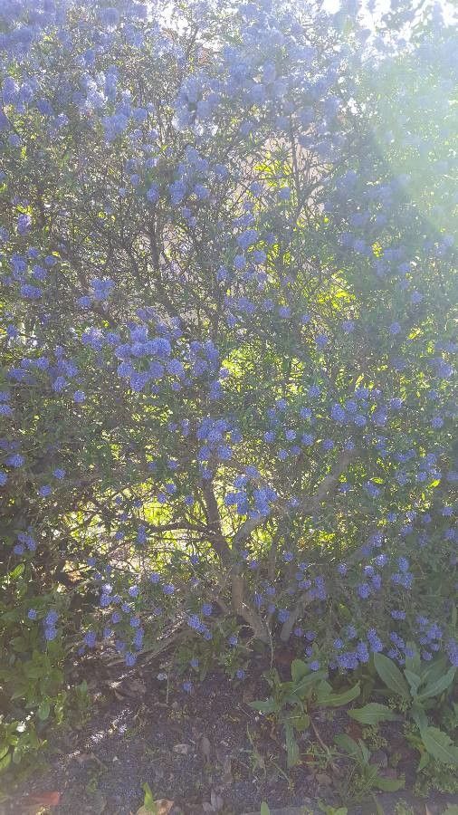 Ceanothus tomentosus habit