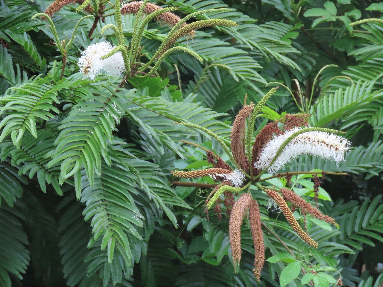 Pentaclethra macroloba — related species from the same genus