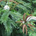 Pentaclethra macroloba