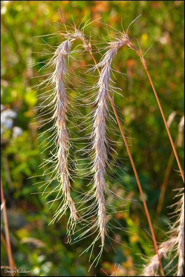 Elymus sibiricus — search result for 'Elymus'