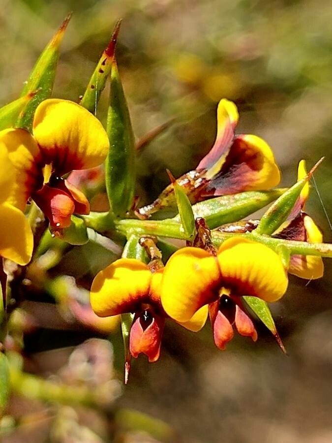 Daviesia ulicifolia flower