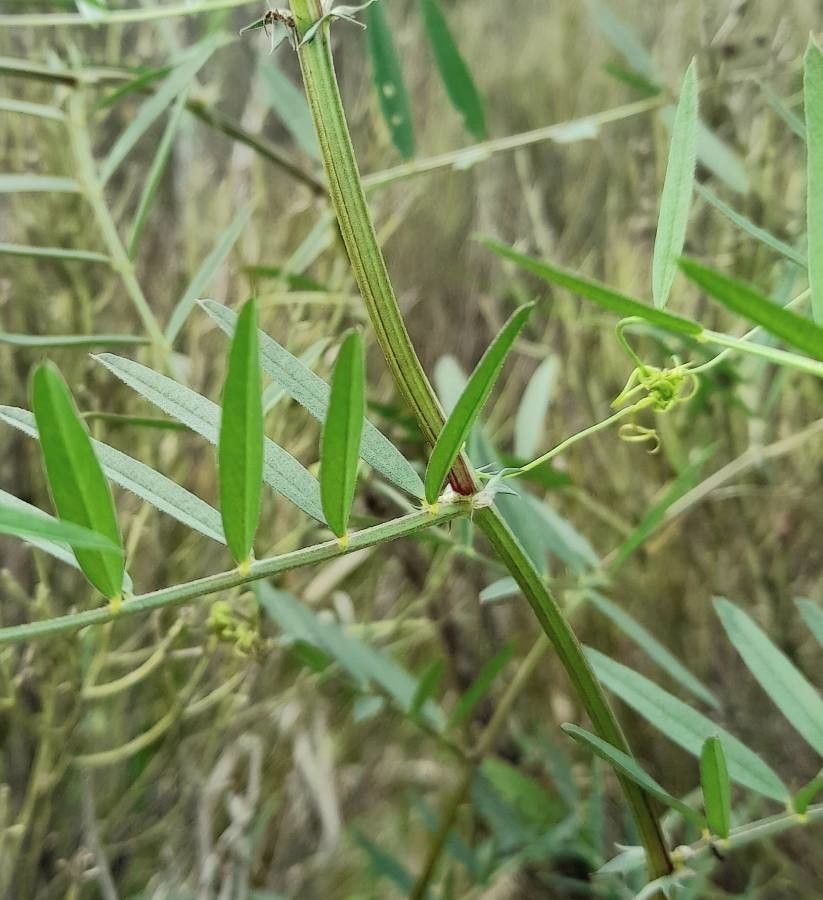 Vicia platensis other