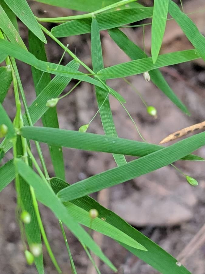 Dichanthelium oligosanthes fruit