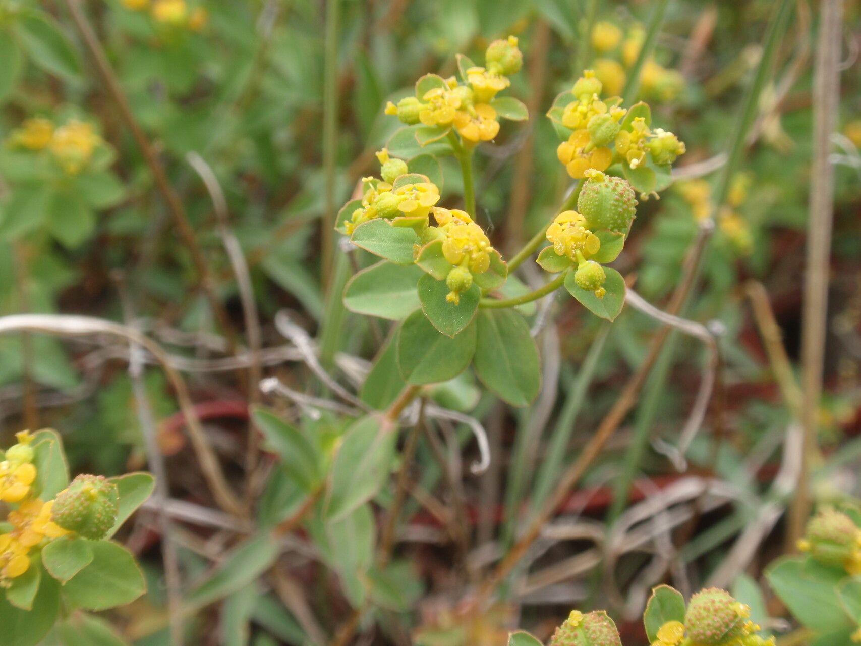 Euphorbia clementei flower