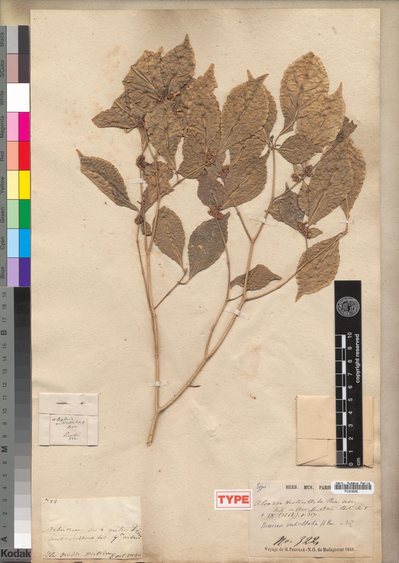 Rinorea verticillata — houseplant care guide