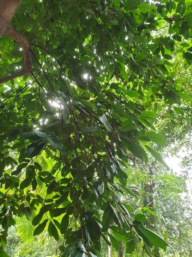 Baccaurea motleyana — search result for 'Bangladesh'